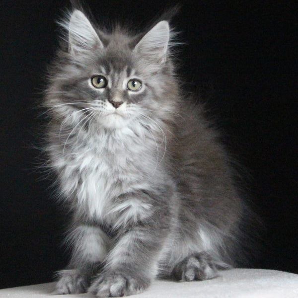 Michel Maine Coon female, blue tabby