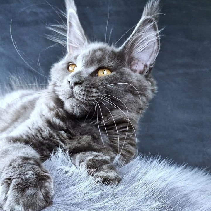 Kali Luxuria Maine Coon female, blue