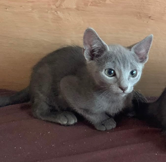 Kobe Russian Blue male, blue