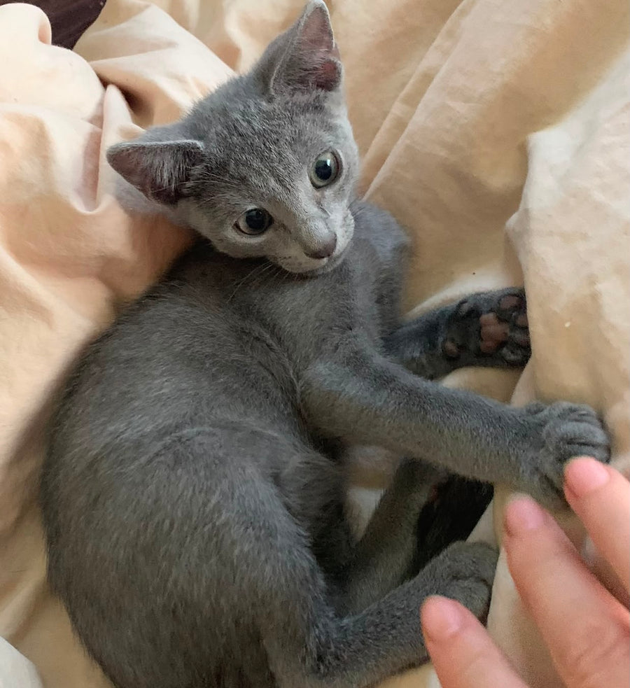Kenzo Russian Blue male, blue