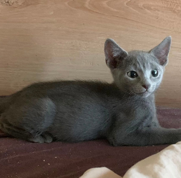 Kobe Russian Blue male, blue