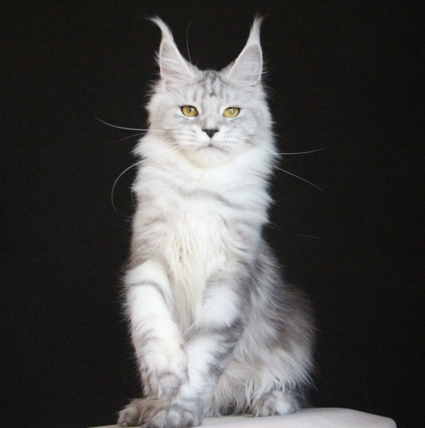 Omega Maine Coon female, black silver tabby