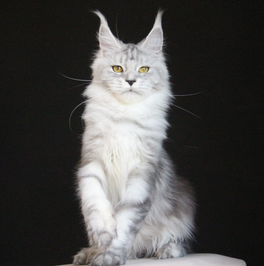Omega Maine Coon female, black silver tabby