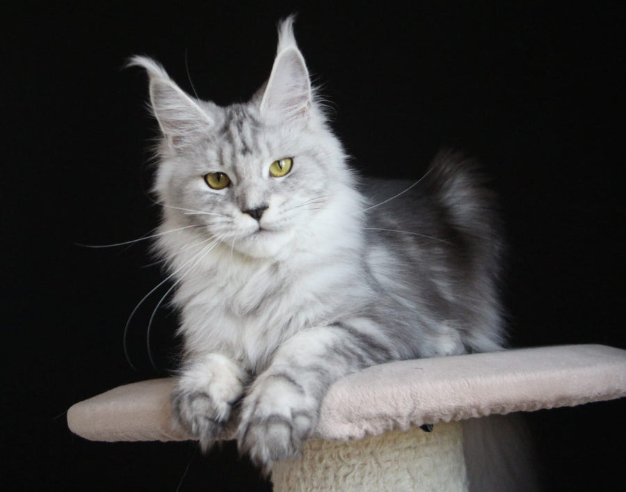 Omega Maine Coon female, black silver tabby