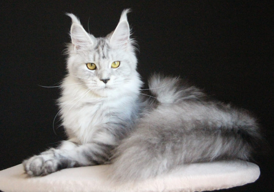 Omega Maine Coon female, black silver tabby