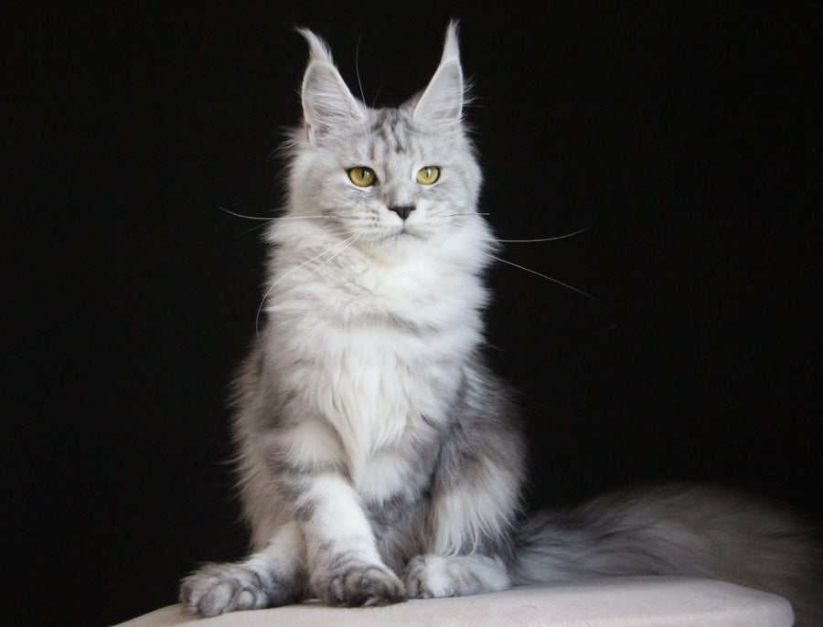 Omega Maine Coon female, black silver tabby