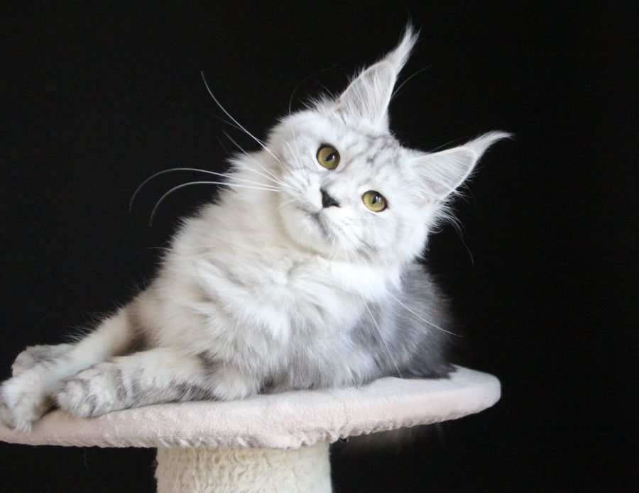 Omega Maine Coon female, black silver tabby