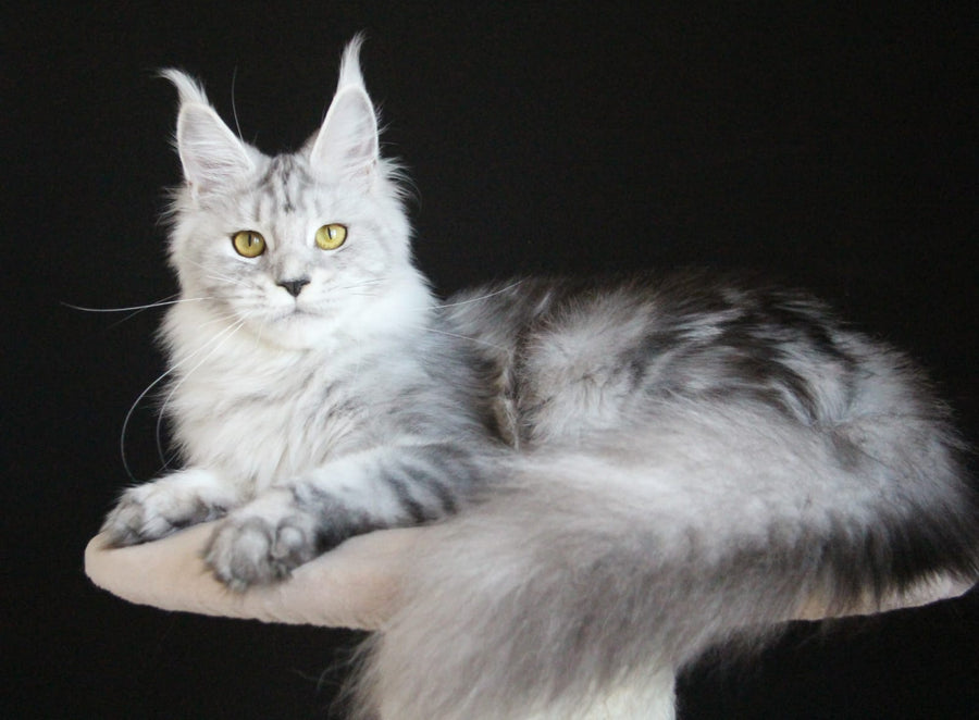 Omega Maine Coon female, black silver tabby
