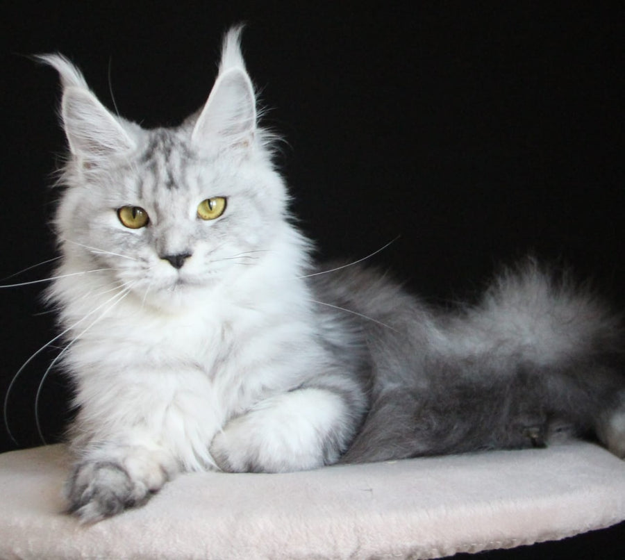 Omega Maine Coon female, black silver tabby