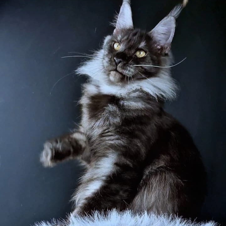 Ivolga Maine Coon female, black silver