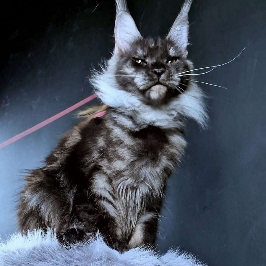 Ivolga Maine Coon female, black silver