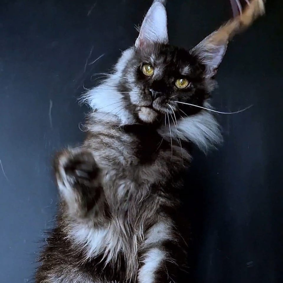 Ivolga Maine Coon female, black silver