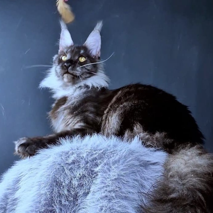 Ivolga Maine Coon female, black silver