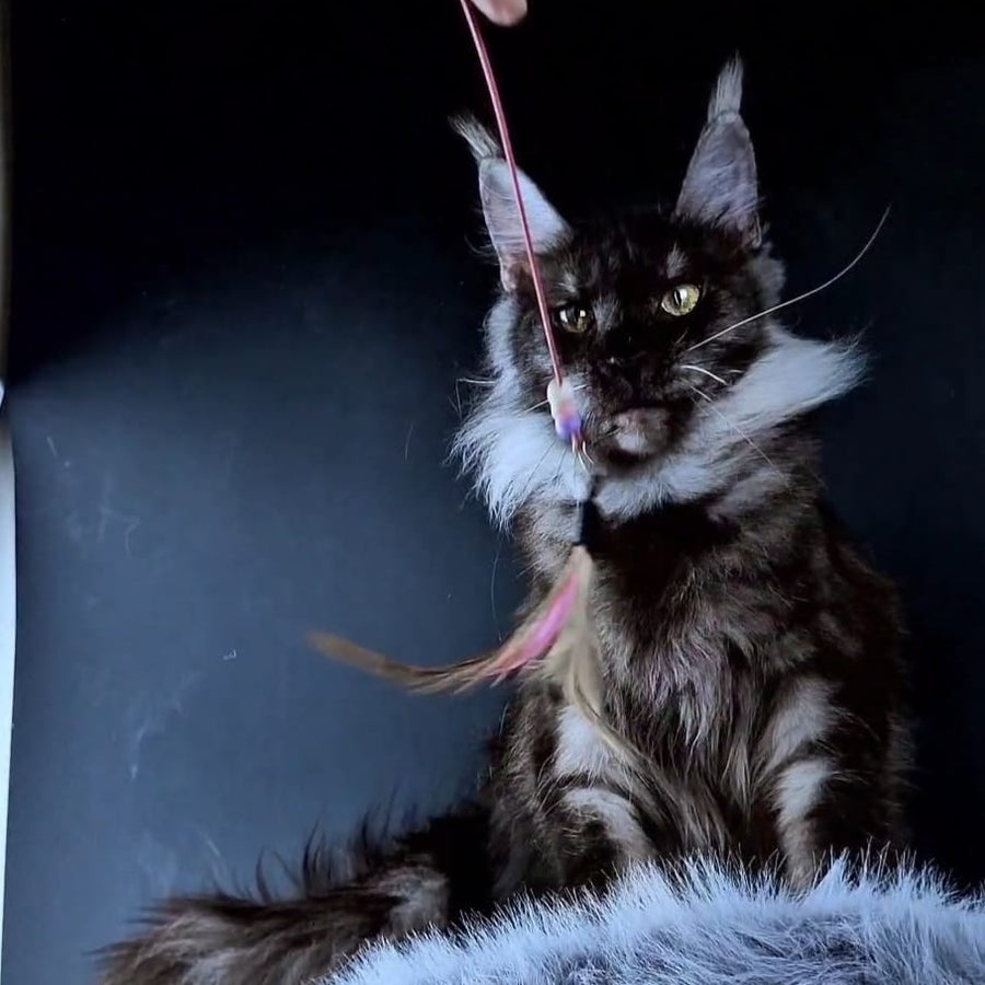 Ivolga Maine Coon female, black silver