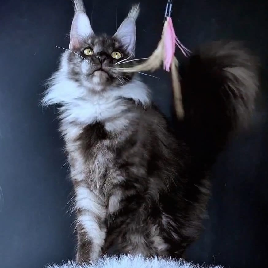 Ivolga Maine Coon female, black silver