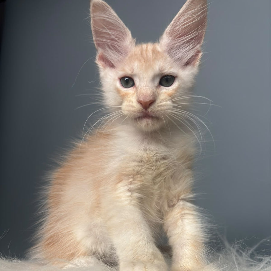 Cheese Maine Coon male, red silver