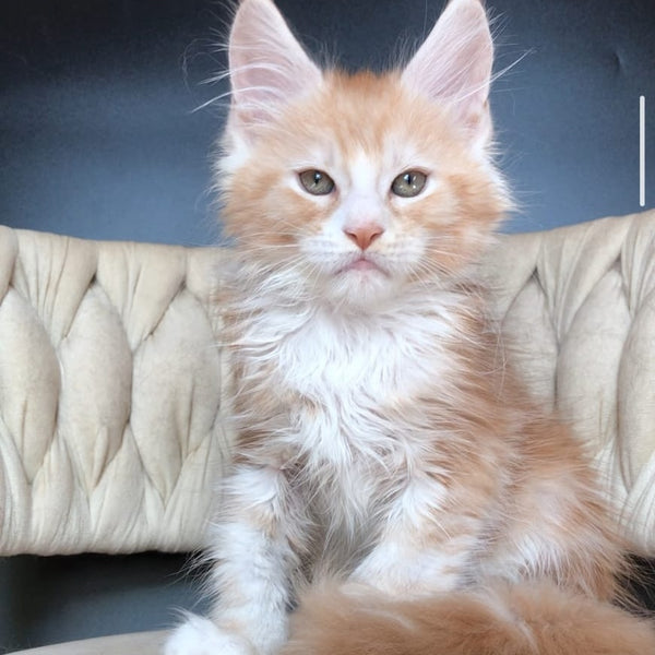 Yogurt Maine Coon male, red silver bicolour tabby