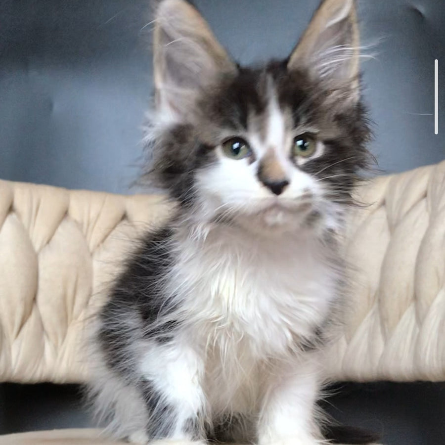 Archi Maine Coon male, black bicolour tabby