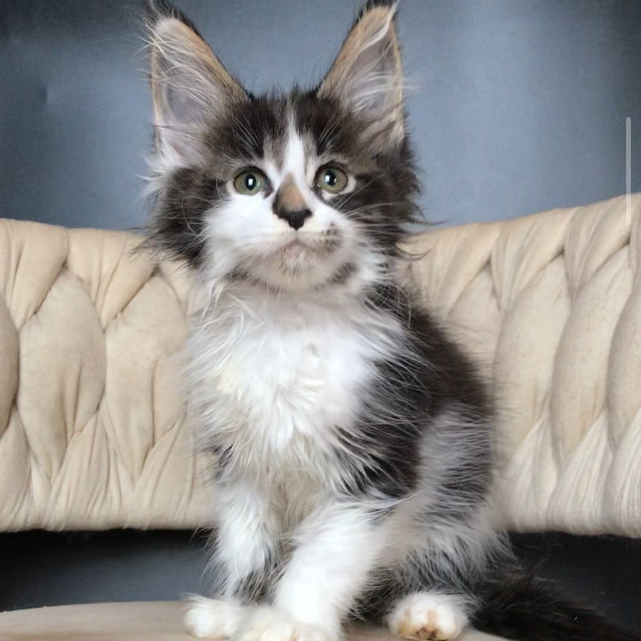 Archi Maine Coon male, black bicolour tabby