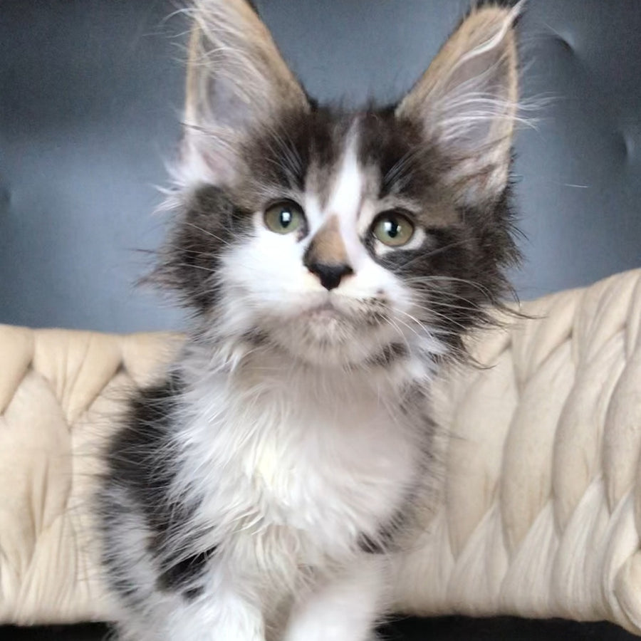 Archi Maine Coon male, black bicolour tabby