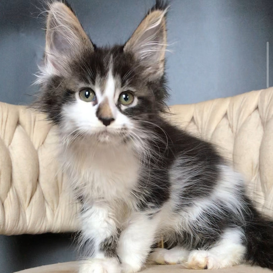 Archi Maine Coon male, black bicolour tabby