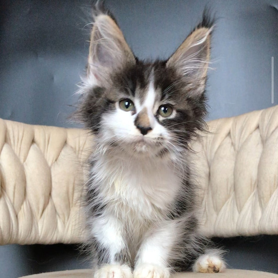 Archi Maine Coon male, black bicolour tabby