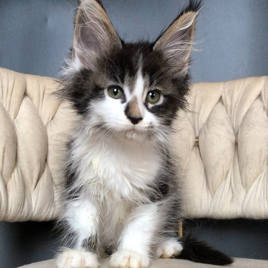 Archi Maine Coon male, black bicolour tabby