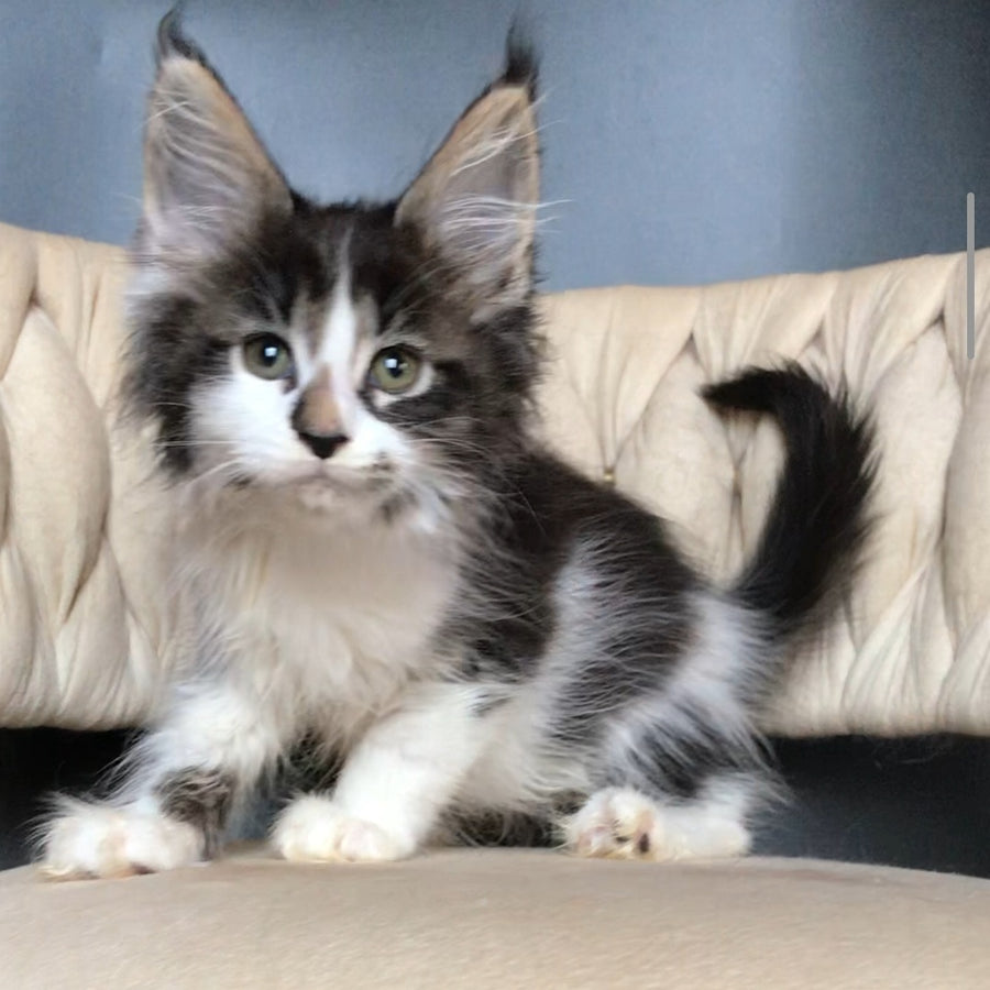 Archi Maine Coon male, black bicolour tabby