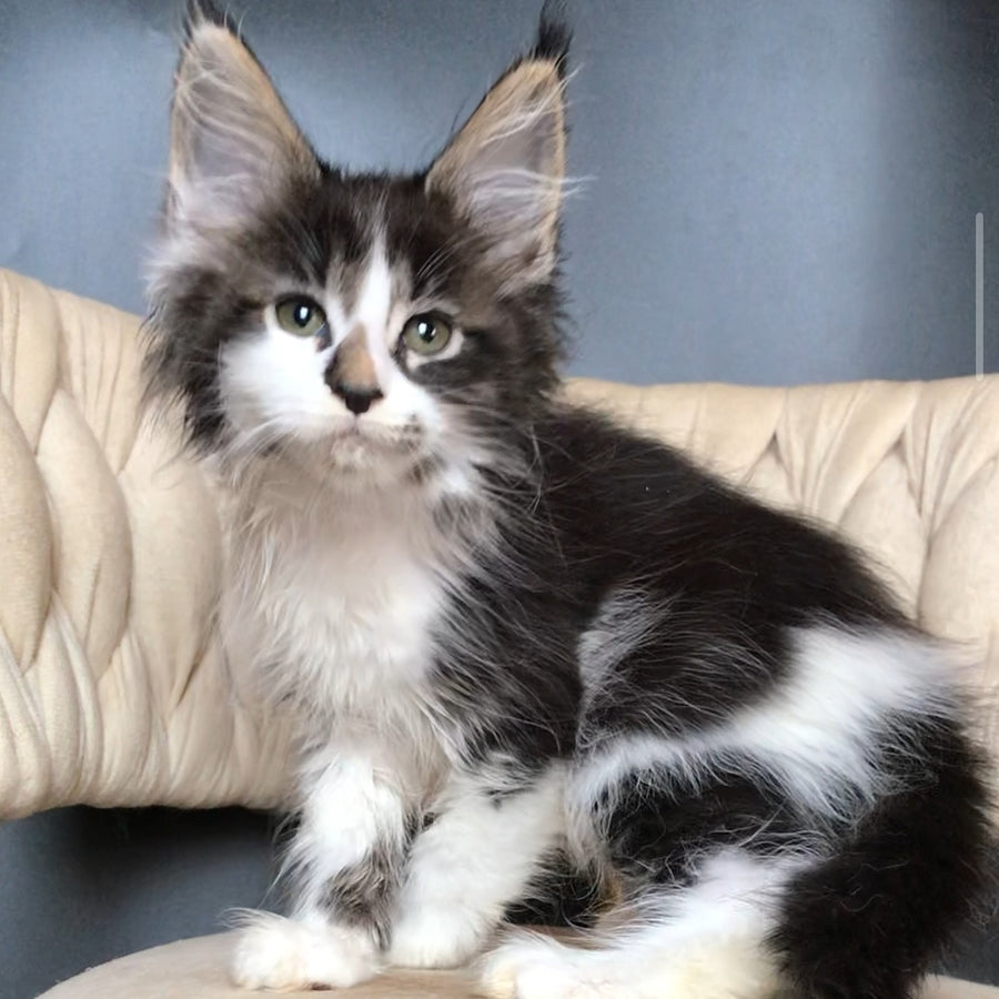 Archi Maine Coon male, black bicolour tabby