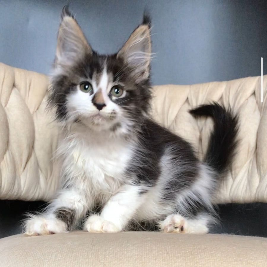 Archi Maine Coon male, black bicolour tabby