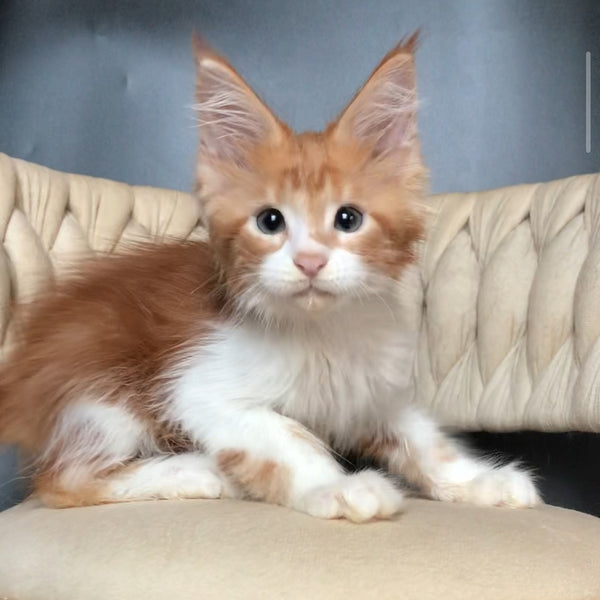 Zahar Maine Coon male, red tabby bicolour
