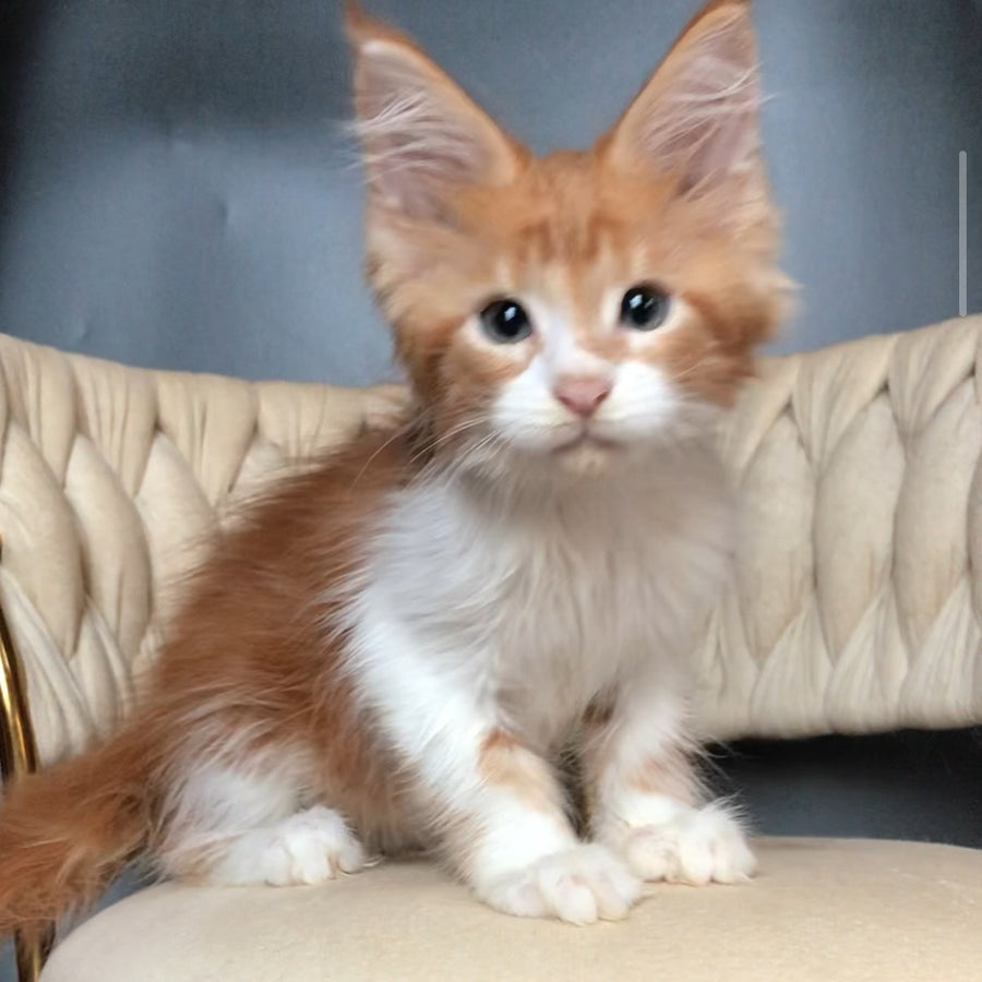 Zahar Maine Coon male, red tabby bicolour