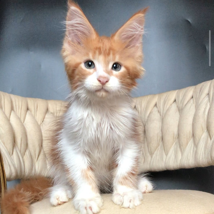 Zahar Maine Coon male, red tabby bicolour