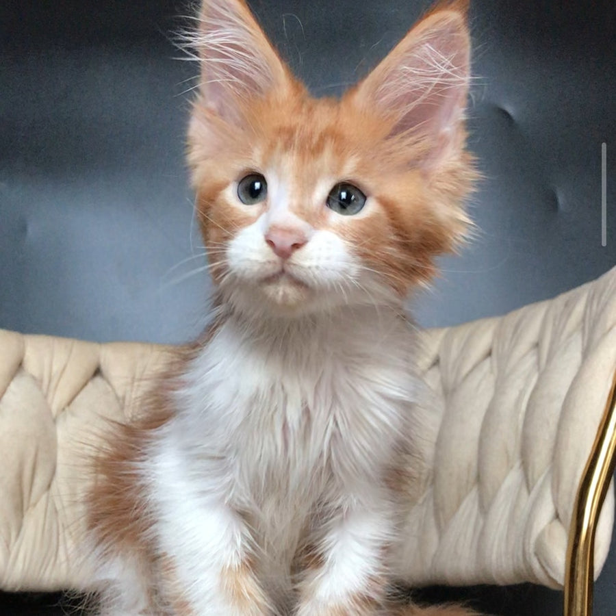 Zahar Maine Coon male, red tabby bicolour