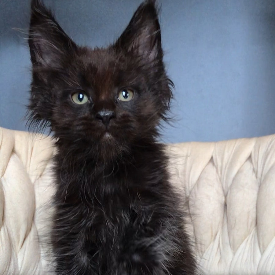 Zorro Maine Coon male, black
