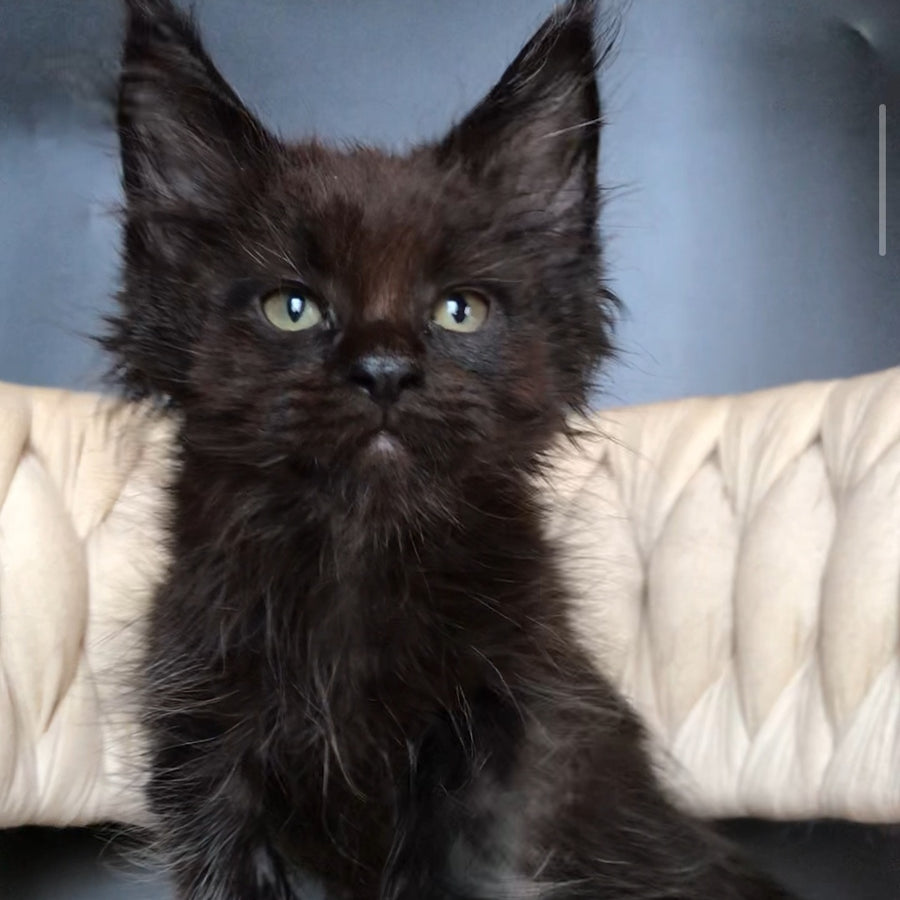 Zorro Maine Coon male, black