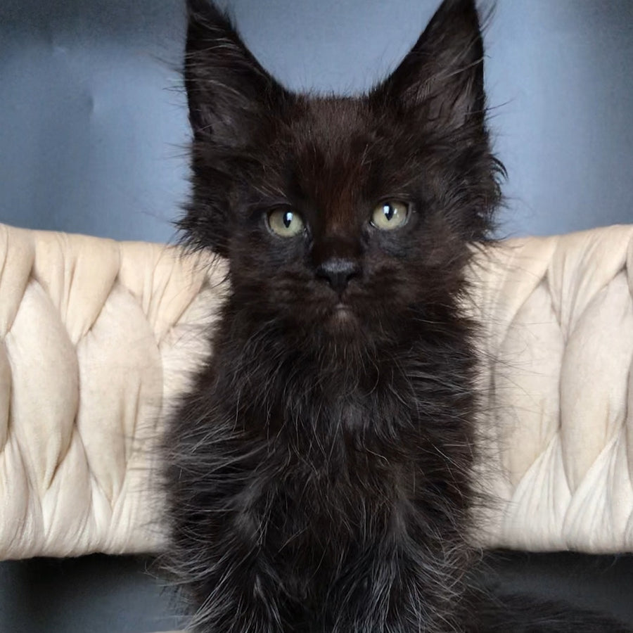 Zorro Maine Coon male, black
