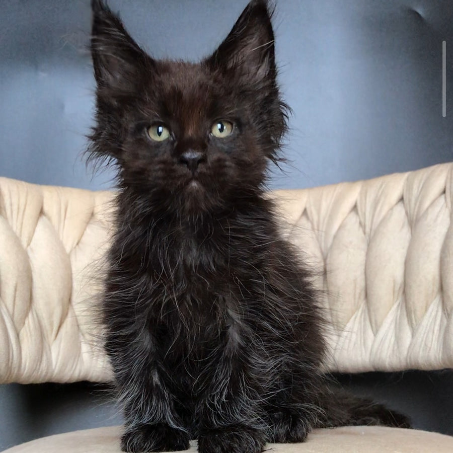 Zorro Maine Coon male, black
