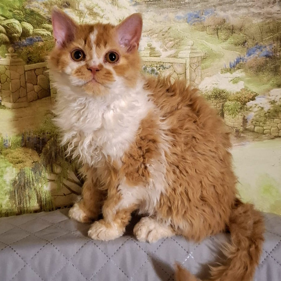 Partos Selkirk Rex male, red bicolour