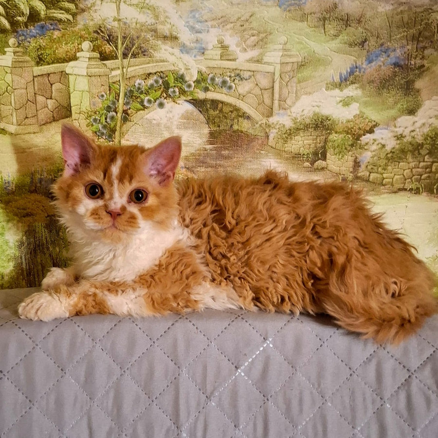 Partos Selkirk Rex male, red bicolour