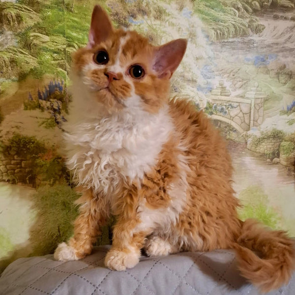 Partos Selkirk Rex male, red bicolour