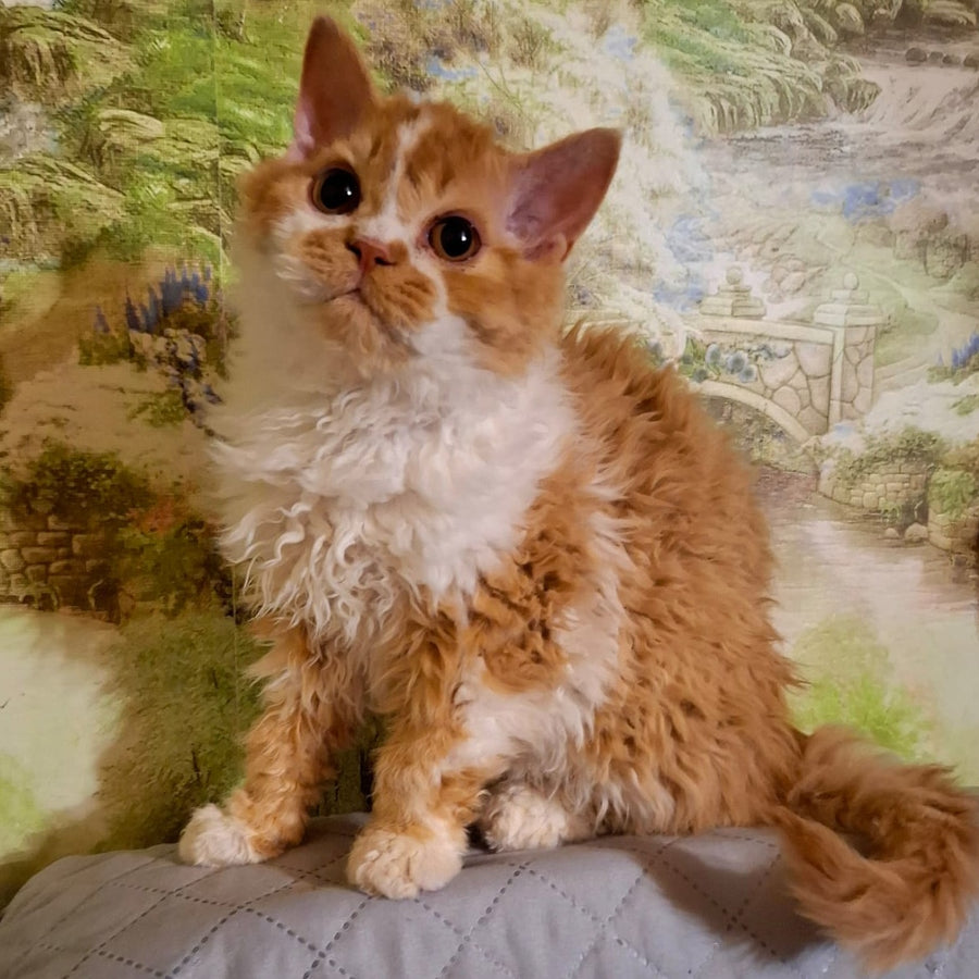 Partos Selkirk Rex male, red bicolour