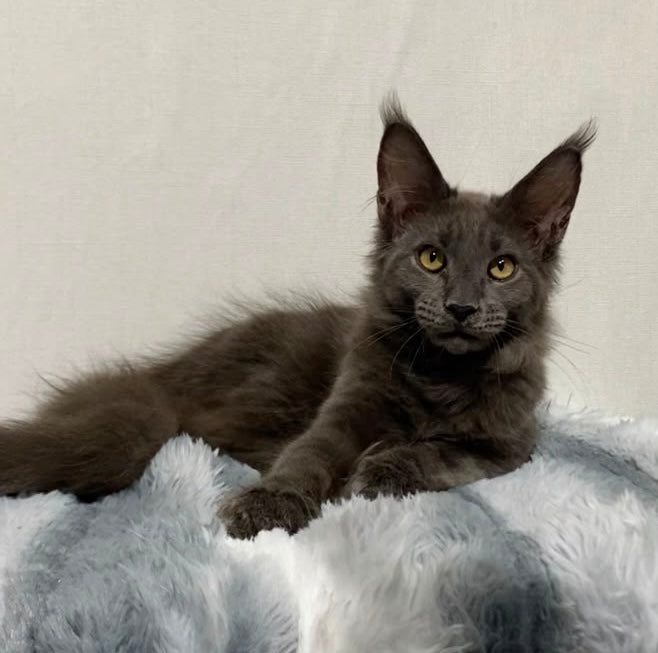 Jorah Maine Coon male, blue