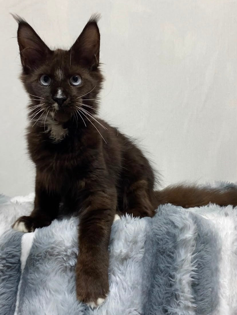 Holwil Maine Coon male, black bicolour