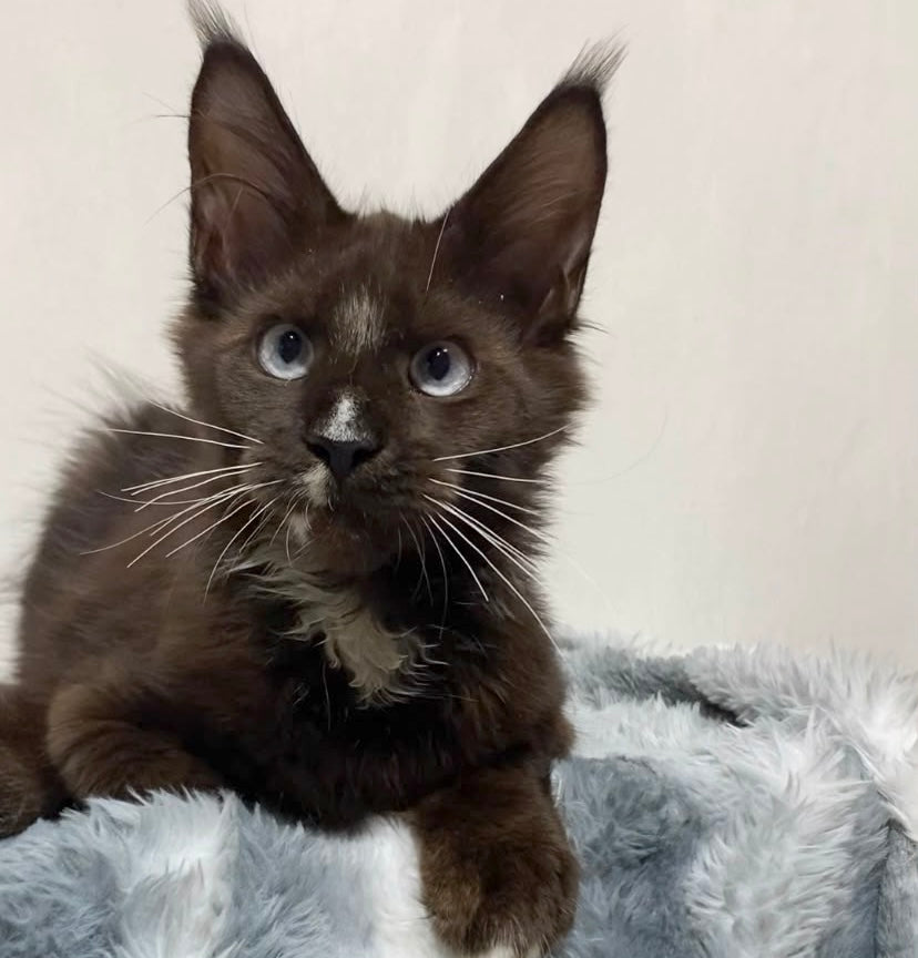 Holwil Maine Coon male, black bicolour