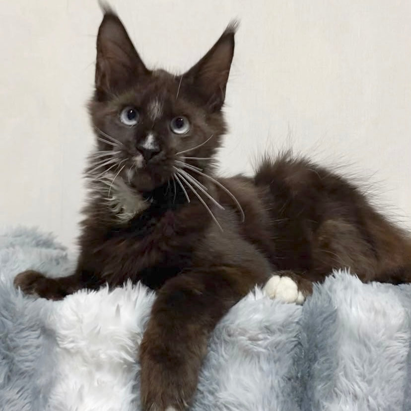 Holwil Maine Coon male, black bicolour