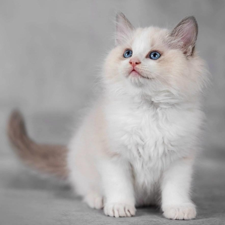 Lucky Ragdoll male, seal bicolour