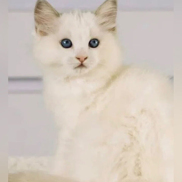 Leon Ragdoll male, blue bicolour