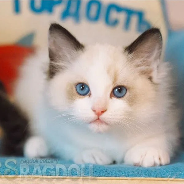 Lord Ragdoll male, seal bicolour