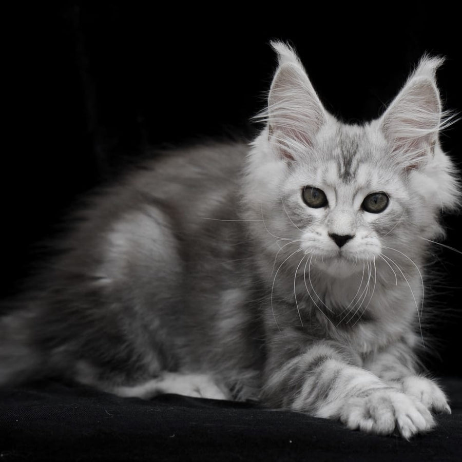 Onega Maine Coon female, black silver tabby